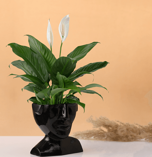Mystique Facial Glossy Black Planter - Ouch Cart